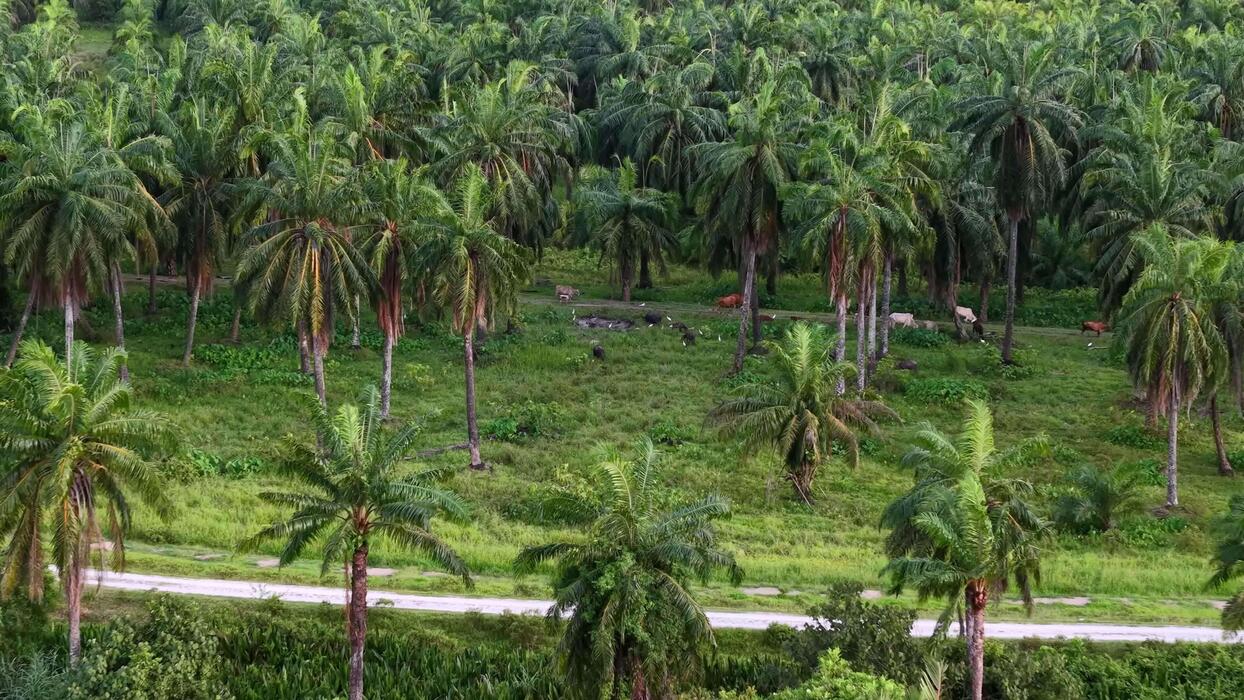 Palm oil plantation